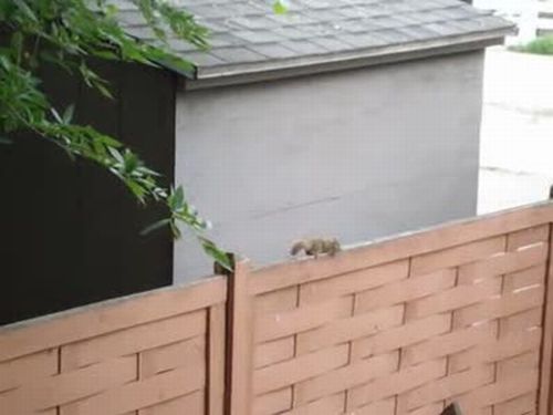 Squirrel Jump Fail