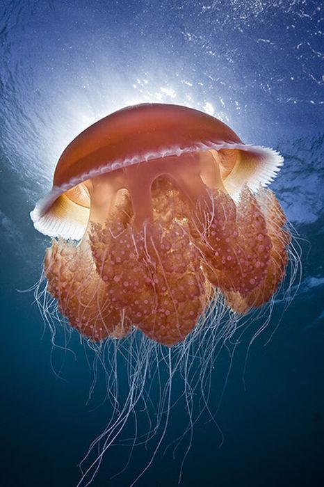 The Best of Underwater Photography 2010 (24 pics)