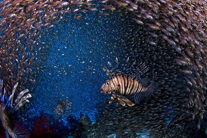 The Best of Underwater Photography 2010 (24 pics)