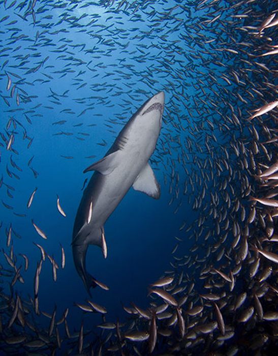 The Best of Underwater Photography 2010 (24 pics)