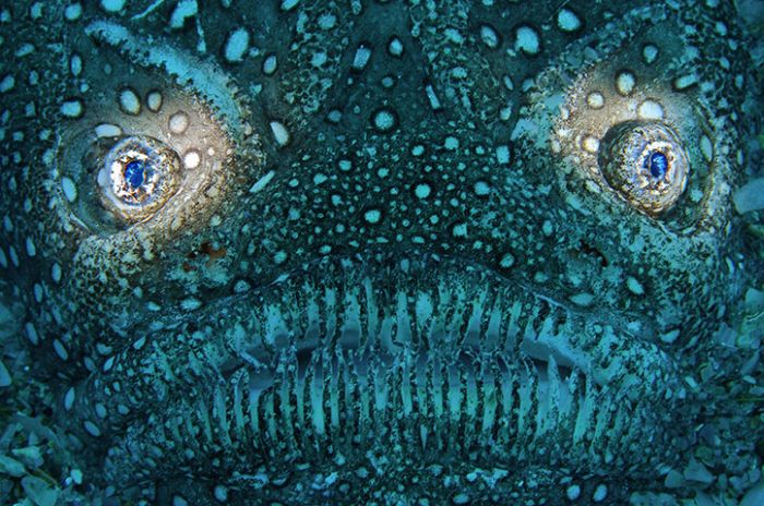 The Best of Underwater Photography 2010 (24 pics)