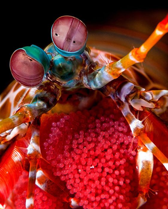 The Best of Underwater Photography 2010 (24 pics)