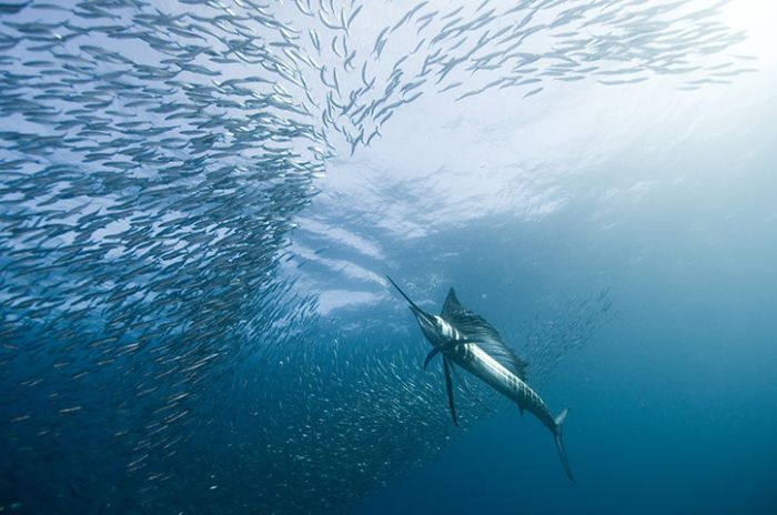 The Best of Underwater Photography 2010 (24 pics)