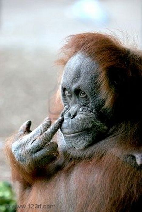 Animals Showing Middle Finger (24 pics)