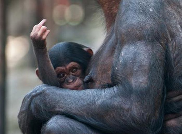 Animals Showing Middle Finger (24 pics)