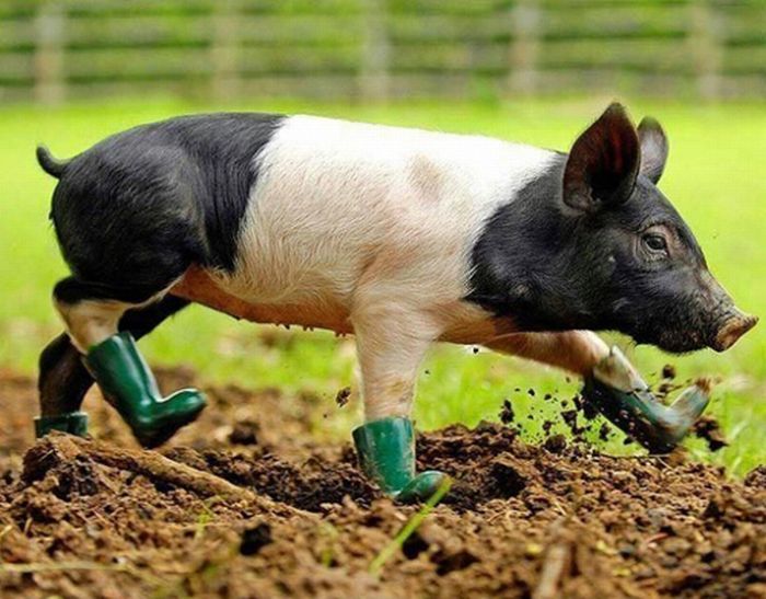 Cute Animals in Boots (21 pics)