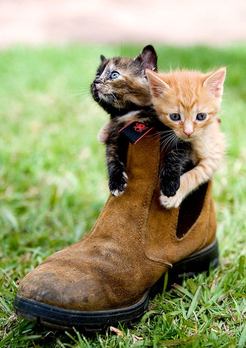 Cute Animals in Boots (21 pics)