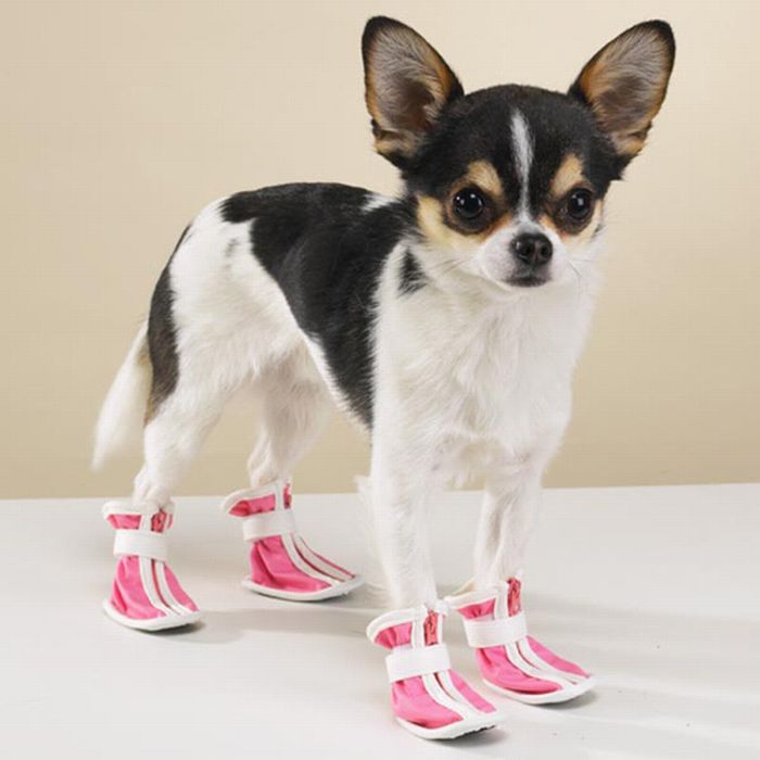 Cute Animals in Boots (21 pics)