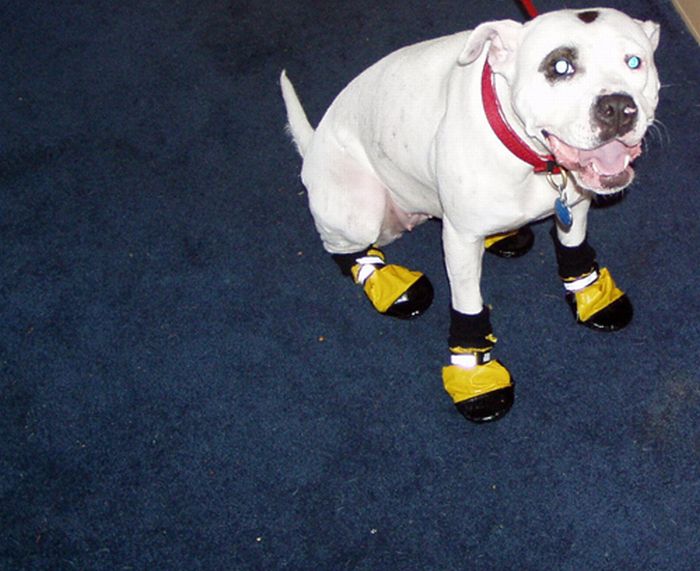 Cute Animals in Boots (21 pics)