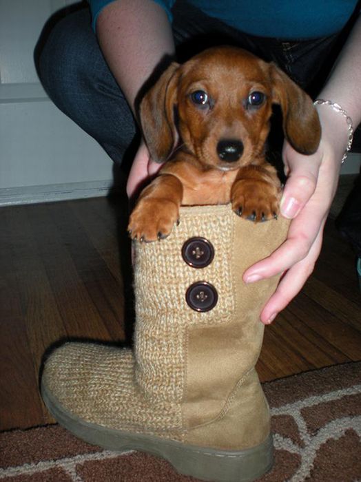 Cute Animals in Boots (21 pics)