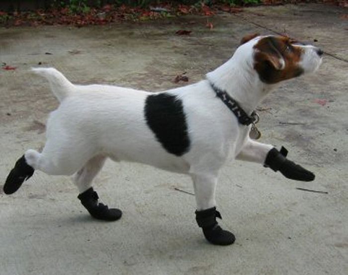 Cute Animals in Boots (21 pics)