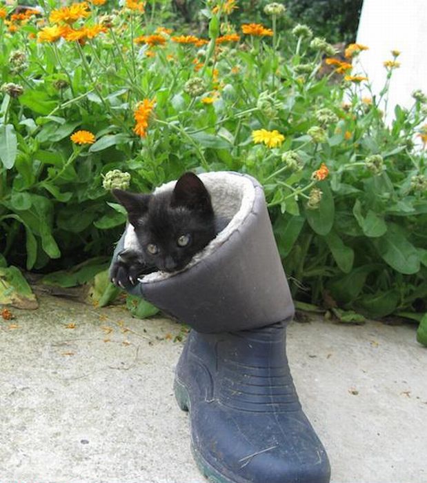 Cute Animals in Boots (21 pics)