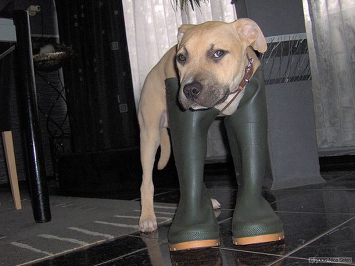 Cute Animals in Boots (21 pics)