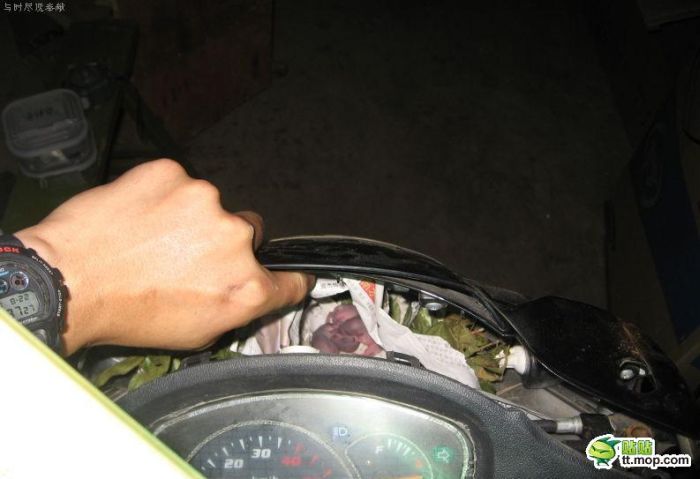 Surprise Inside a Motorbike (7 pics)