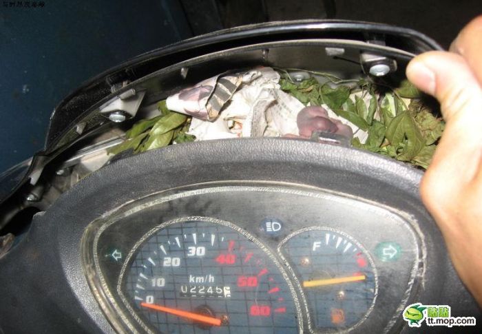 Surprise Inside a Motorbike (7 pics)