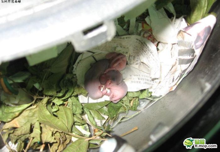 Surprise Inside a Motorbike (7 pics)