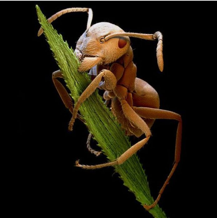 Tiny Monsters. Part 2 (22 pics) Tiny Monsters. Part 2 (22 pics)