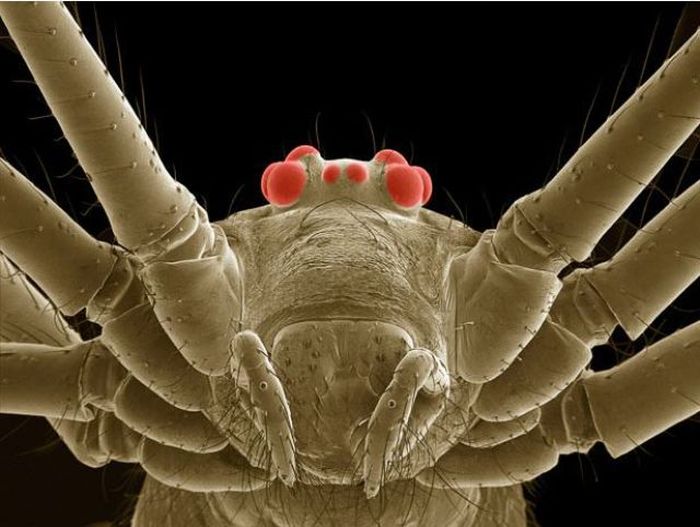 Tiny Monsters. Part 2 (22 pics) Tiny Monsters. Part 2 (22 pics)