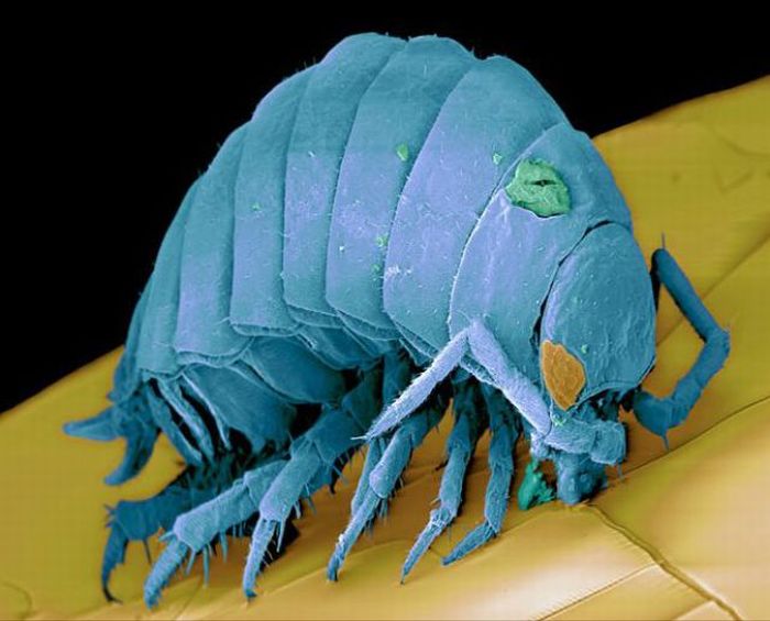 Tiny Monsters. Part 2 (22 pics) Tiny Monsters. Part 2 (22 pics)