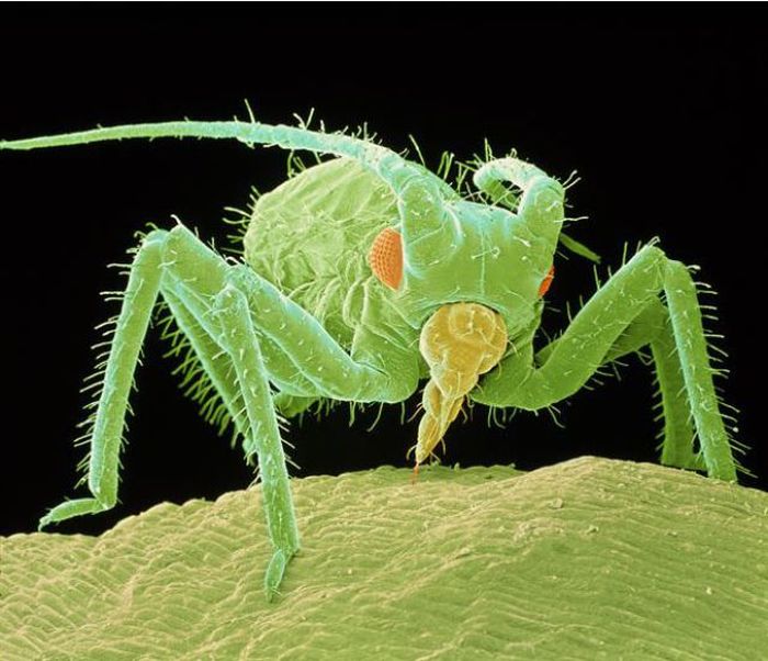 Tiny Monsters. Part 2 (22 pics) Tiny Monsters. Part 2 (22 pics)