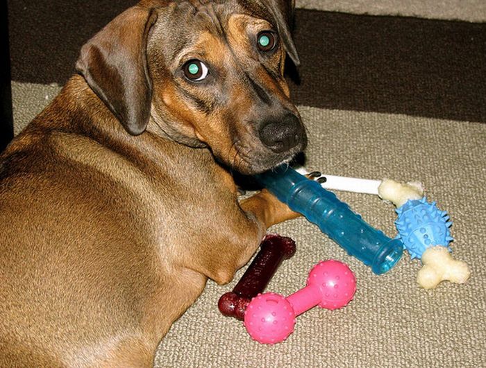 Dogs and Dildos (14 pics)