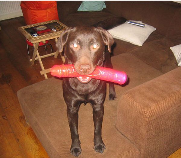 Dogs and Dildos (14 pics) .