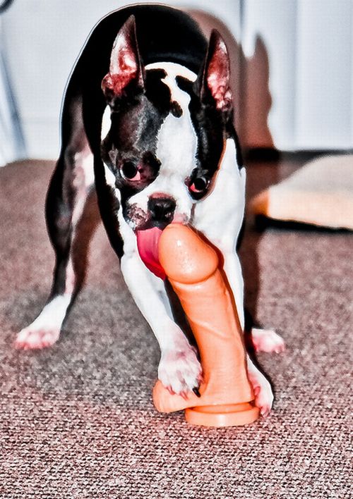 Dogs and Dildos (14 pics)