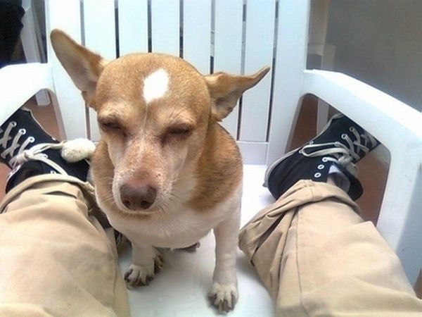 Dogs Who Look High (16 pics)