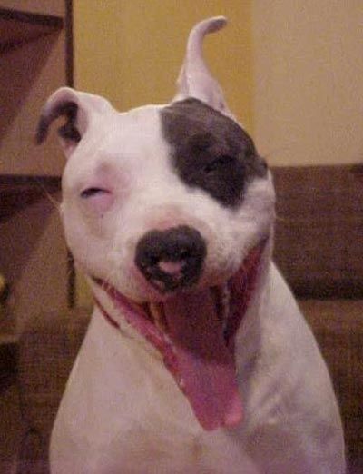 Dogs Who Look High (16 pics)