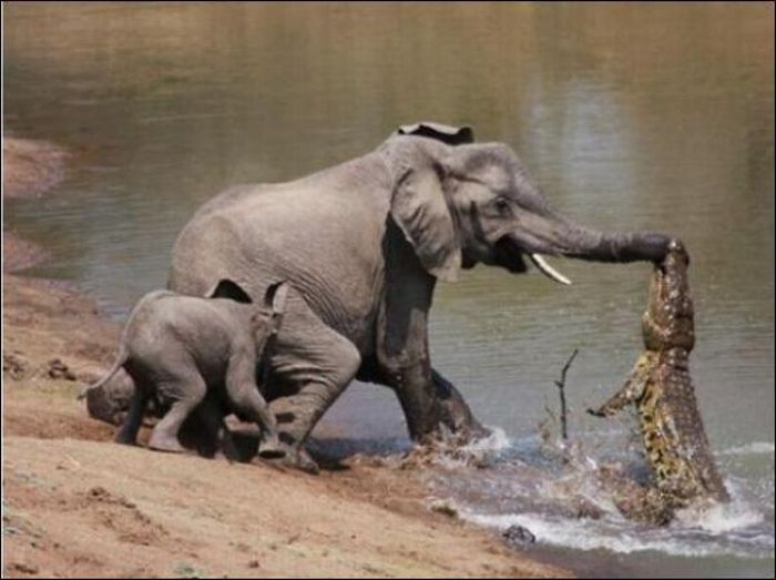 Elephant vs Crocodile Once Again (4 pics)