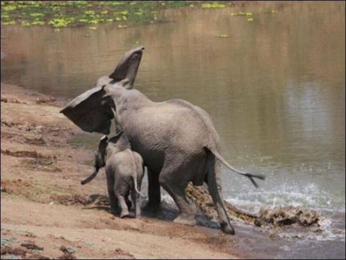 Elephant vs Crocodile Once Again (4 pics)