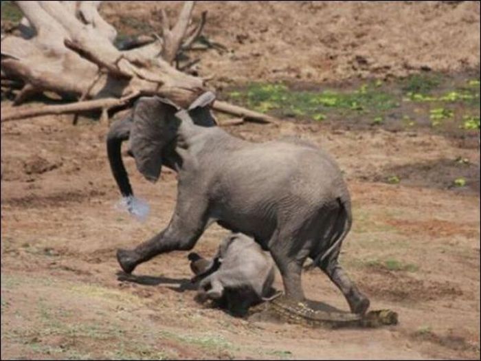 Elephant vs Crocodile Once Again (4 pics)