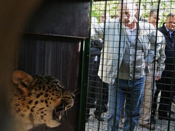 Vladimir Putin With Animals (24 pics)