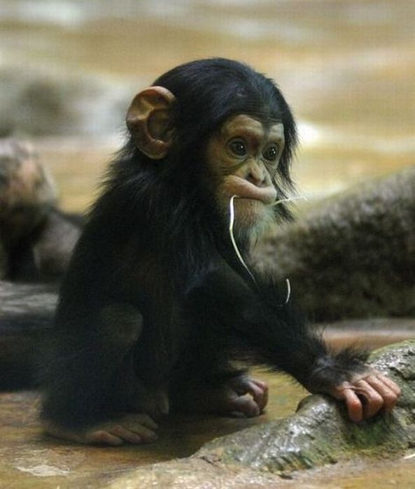 Acid Picdump (104 pics)
