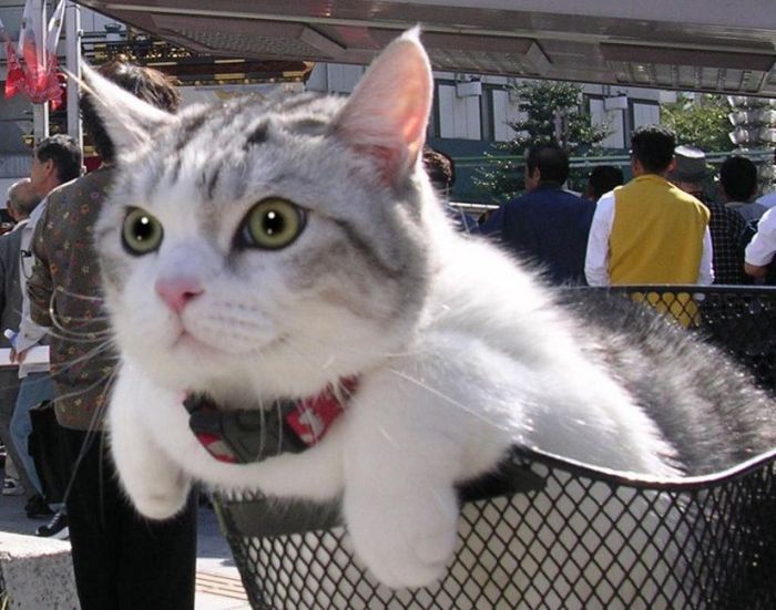 Acid Picdump (104 pics)