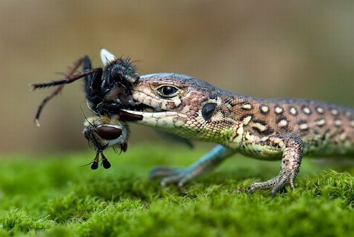 Born to Kill. Awesome Predator Portraits (41 pics)