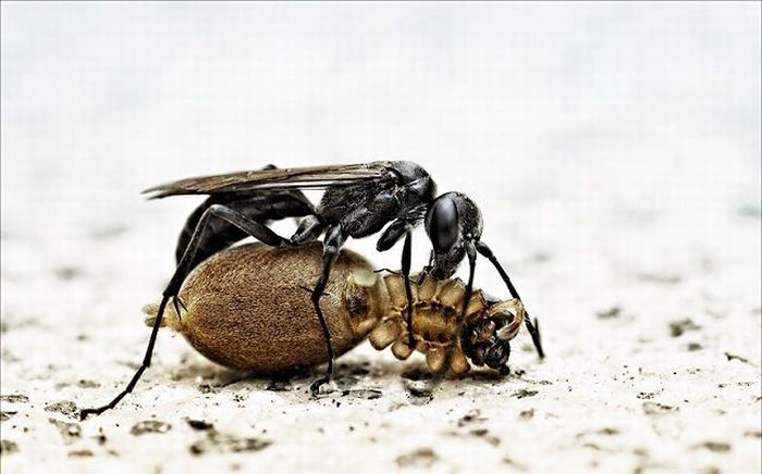 Born to Kill. Awesome Predator Portraits (41 pics)