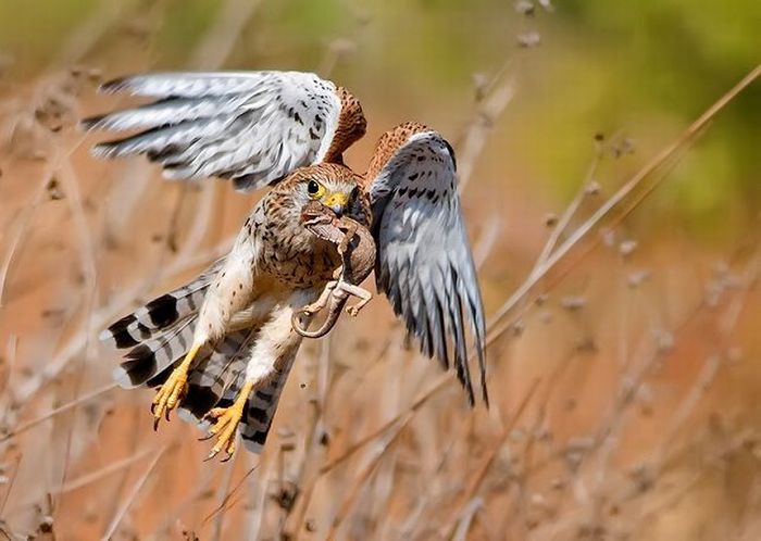 Born to Kill. Awesome Predator Portraits (41 pics)