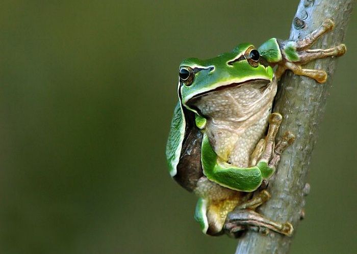 Born to Kill. Awesome Predator Portraits (41 pics)