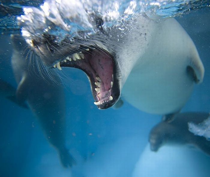 Born to Kill. Awesome Predator Portraits (41 pics)