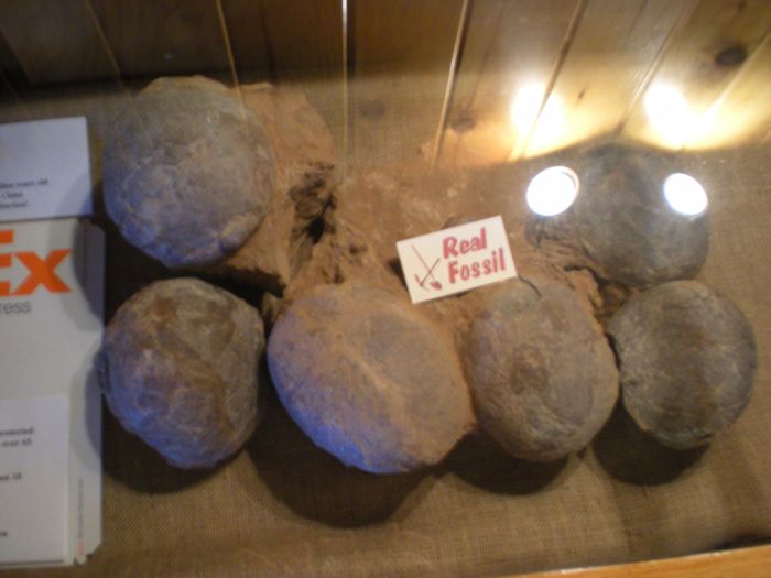 Never Ship Dinosaur Eggs with FedEx (2 pics)