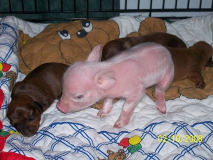 Dachshund Adopts a Little Pig (6 pics)