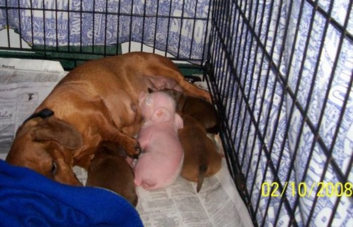 Dachshund Adopts a Little Pig (6 pics)