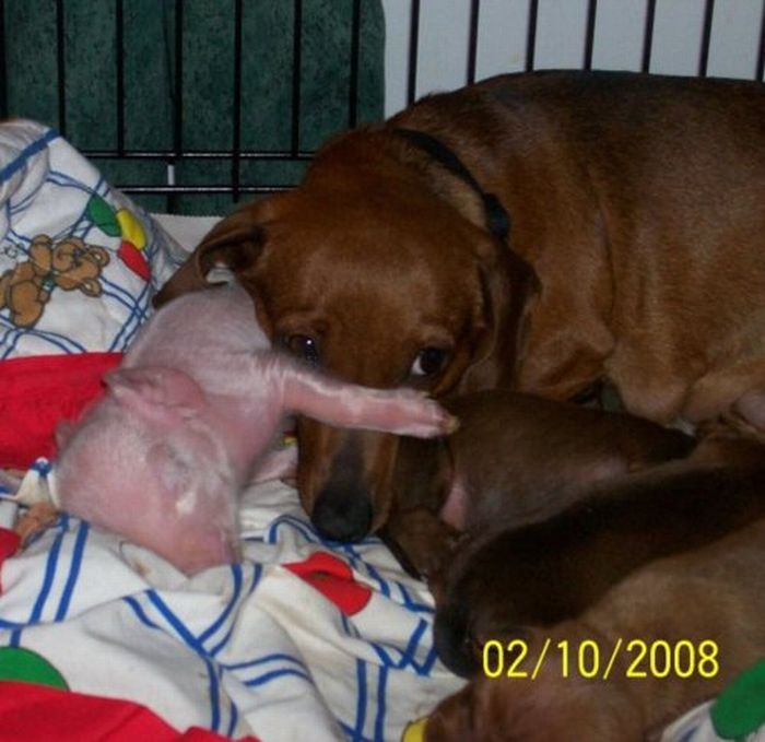 Dachshund Adopts a Little Pig (6 pics)