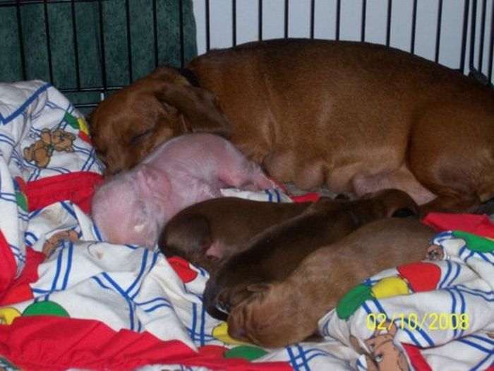 Dachshund Adopts a Little Pig (6 pics)