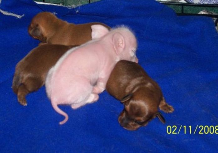 Dachshund Adopts a Little Pig (6 pics)