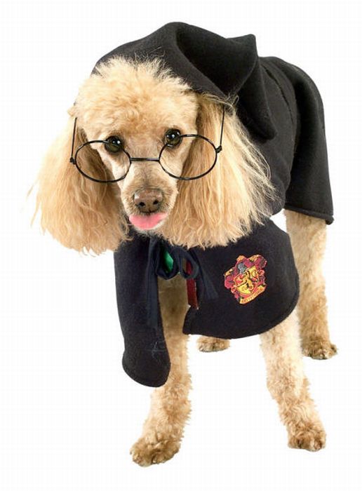 Harry Potter Pets (20 pics)