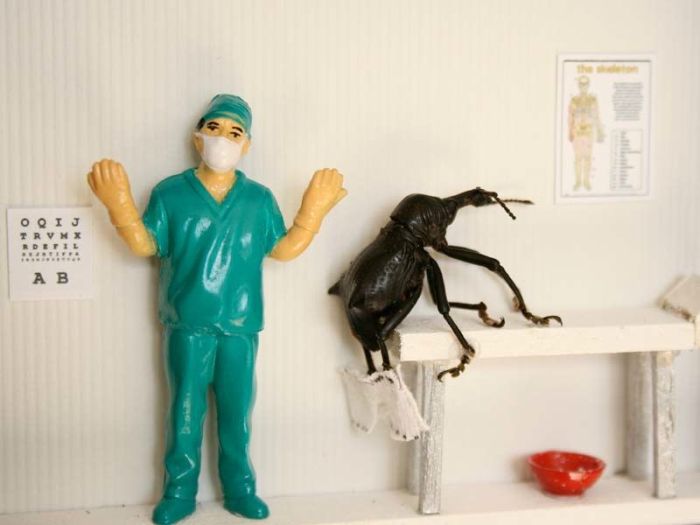 Beetles Take Over Human World (32 pics)