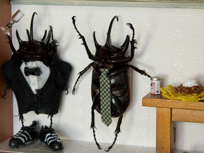 Beetles Take Over Human World (32 pics)