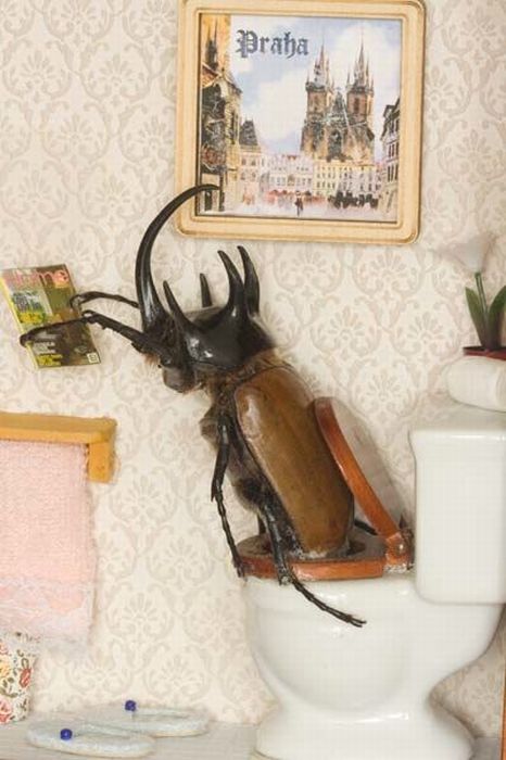 Beetles Take Over Human World (32 pics)